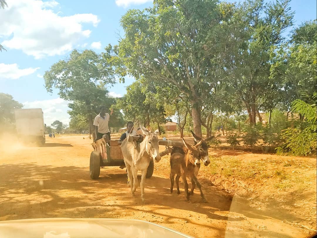 Donkey cart in Ntchisi