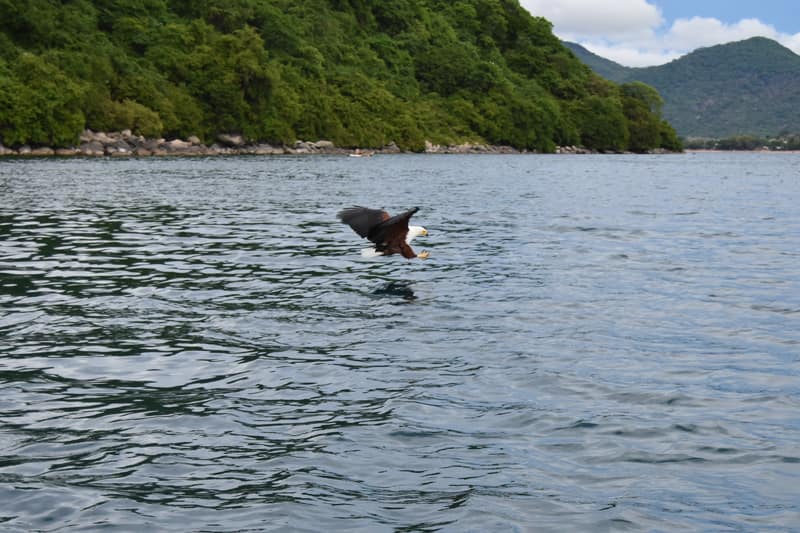 Fish eagle around Thumbi West Island